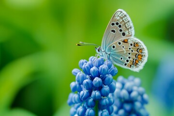 Obraz premium A colorful butterfly sits gracefully on a cluster of blue blooms, surrounded by soft greenery under the bright sunlight