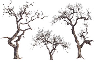 Fototapeta premium Image of a group of bare trees without leaves, suitable for use in backgrounds or as a symbol of seasons change