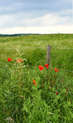 Flowers, garden and poppies in spring or season in bright, colorful and display in field or nature. Sustainability, earth and textures as plants, botany and blossom for floral wallpaper or background