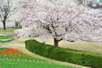 Obraz premium 新潟ふるさと村の桜とチューリップ（新潟県）