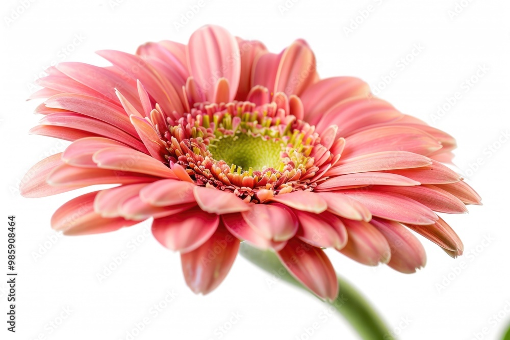 Poster a close-up shot of a pink flower on a white background, suitable for use in designs and arrangements