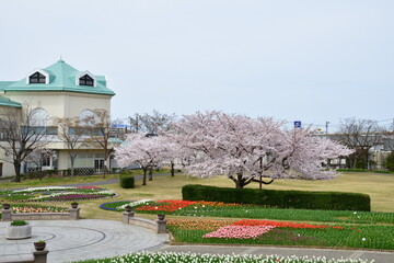 新潟ふるさと村の桜とチューリップ（新潟県） © UI_forever