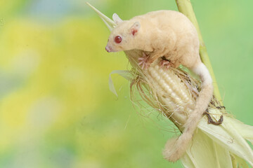 An adult sugar glider is eating young corn pods. This mammal has the scientific name Petaurus breviceps.