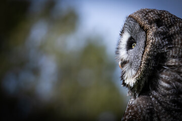 Great Grey Owl