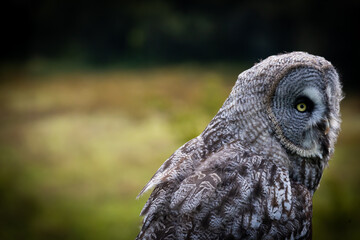 Great Grey Owl