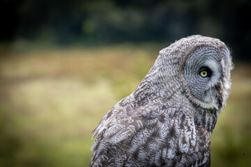 Great Grey Owl