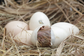 A newly hatched Brahma chick in its nest. This chicken with a large posture and body weight has the...