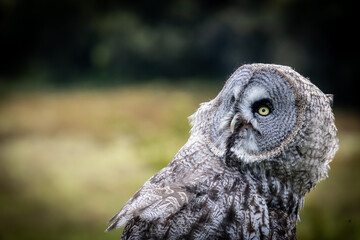 Great Grey Owl