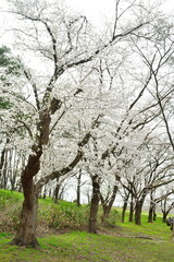 Fototapeta premium 弁天潟風致公園の桜（新潟県）