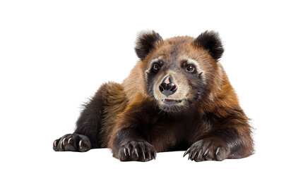 Brown bear cub animal isolated on transparent background, png