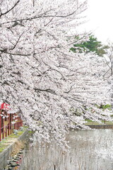 弁天潟風致公園の桜（新潟県）