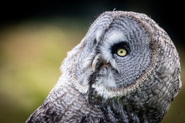 Great Grey Owl
