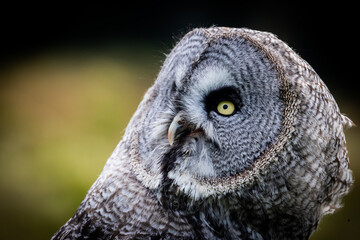 Great Grey Owl