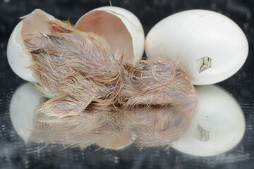 A newly hatched Brahma chick in its nest. This chicken with a large posture and body weight has the...