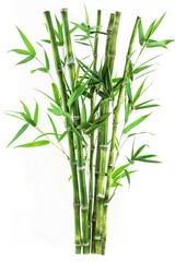 A detailed view of a cluster of bamboo stems and leaves