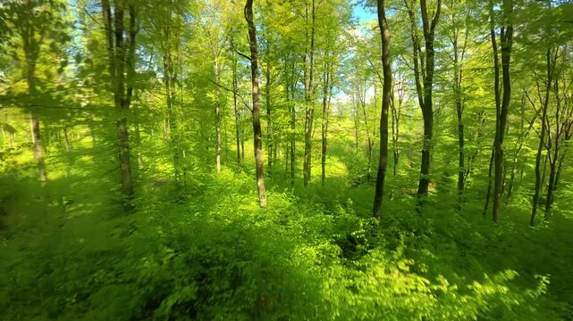 Flying through the green branches in a lush forest, FPV drone footage with nice spring sunshine illuminating the beech trees
