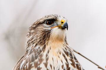 Portrait eines wunderschönen Mäusebussard mit hellem Gefieder