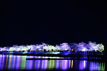 瓢湖の桜　ライトアップ（新潟県）