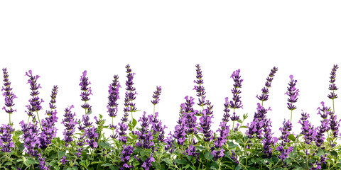 lavender flowers bush isolated on white