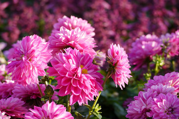 Pink color chrysanthemum. Chrysanthemum also known as florist's daisy and hardy garden mum, or in China juhua is a species of perennial plant from family Asteraceae.