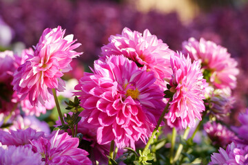 Pink color chrysanthemum. Chrysanthemum also known as florist's daisy and hardy garden mum, or in China juhua is a species of perennial plant from family Asteraceae.