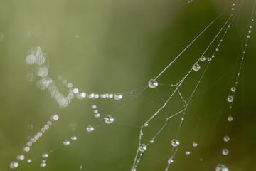 A delicate spider web adorned with sparkling dew drops, beautifully capturing the morning light. The intricate web structure highlights the fine details of nature and the elegance of the droplets.