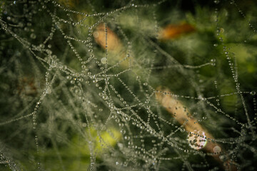 A delicate spider web adorned with sparkling dew drops, beautifully capturing the morning light. The intricate web structure highlights the fine details of nature and the elegance of the droplets.