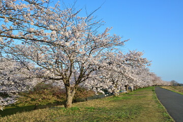 加治川治水記念公園の桜並木（新潟県）