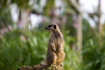 meerkat on the lookout