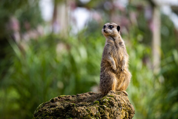 meerkat on the lookout