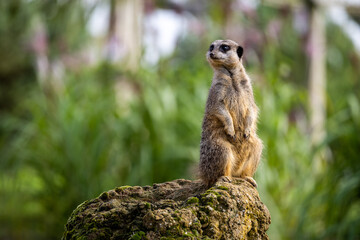 meerkat on the lookout
