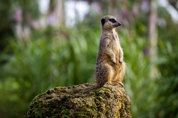 meerkat on the lookout