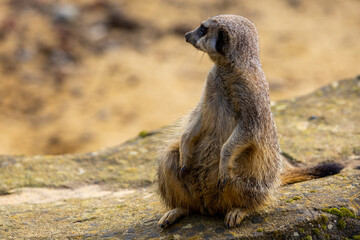 meerkat on the lookout