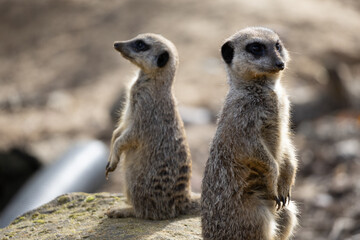 meerkat on the lookout