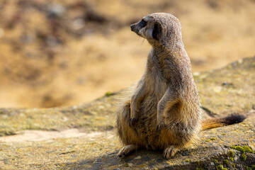 meerkat on the lookout