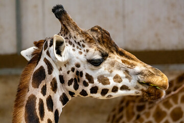 Portrait of a Giraffe