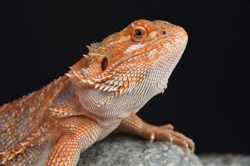 A Central Bearded Dragon on a rock

