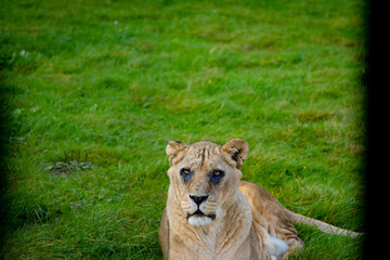 lion in the grass