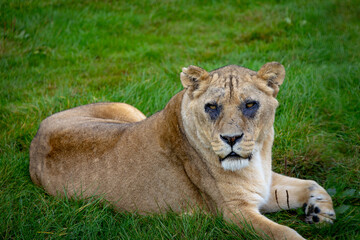 lion in the grass