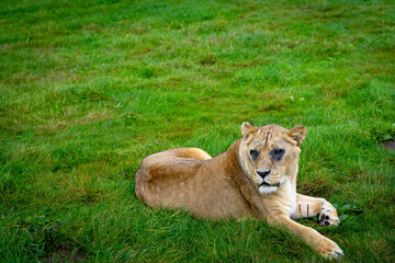 lion in the grass