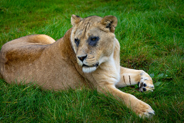 lion in the grass