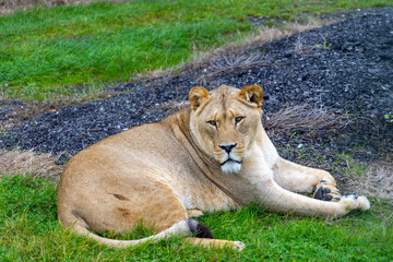 lion in the grass