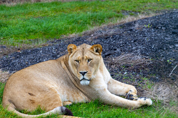 lion in the grass