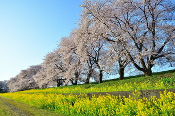 加治川治水記念公園の桜と菜の花（新潟県）