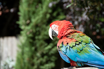 Macaw