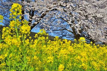 加治川治水記念公園の桜と菜の花（新潟県）