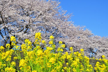 加治川治水記念公園の桜と菜の花（新潟県）