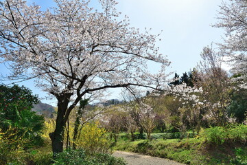 Fototapeta premium 花見山公園（福島県）