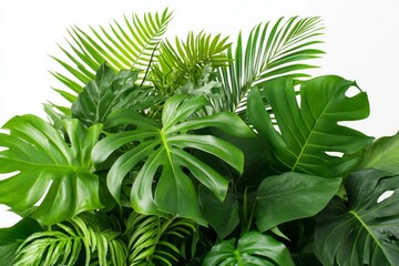 Obraz premium Tropical Green Leaf Arrangement