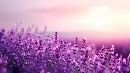 Fototapeta premium Lavender Field at Sunset
